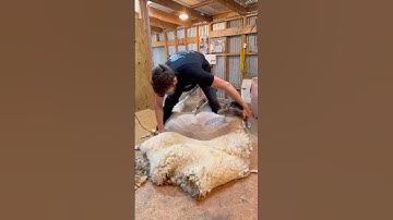 Sheep shearing wool #foryou #knowledge #music #knowledgeocean