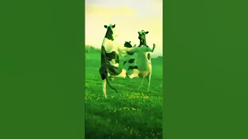 من انتي اسمج زينب ويدلعونيج زنوبه 