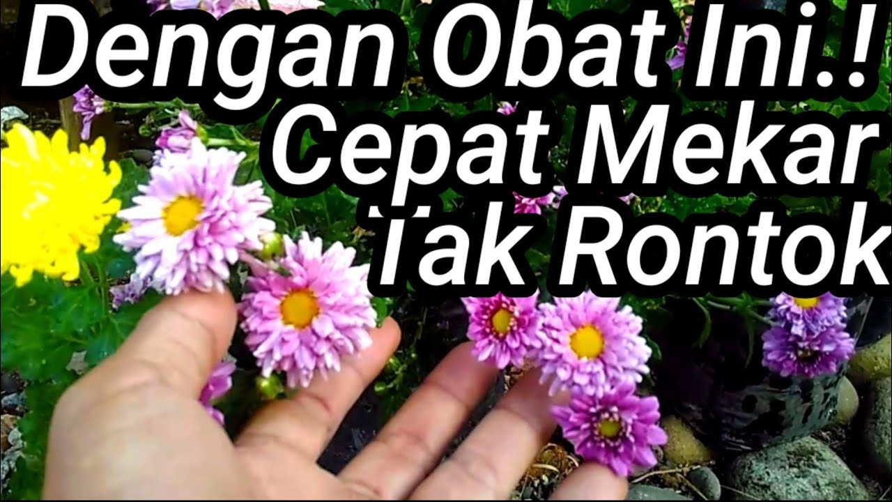 Tips Merawat Bunga Krisan Agar Berbunga Terus YouTube