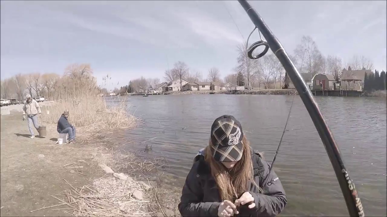 Saginaw bay cuts perch are SPAWNING!! YouTube