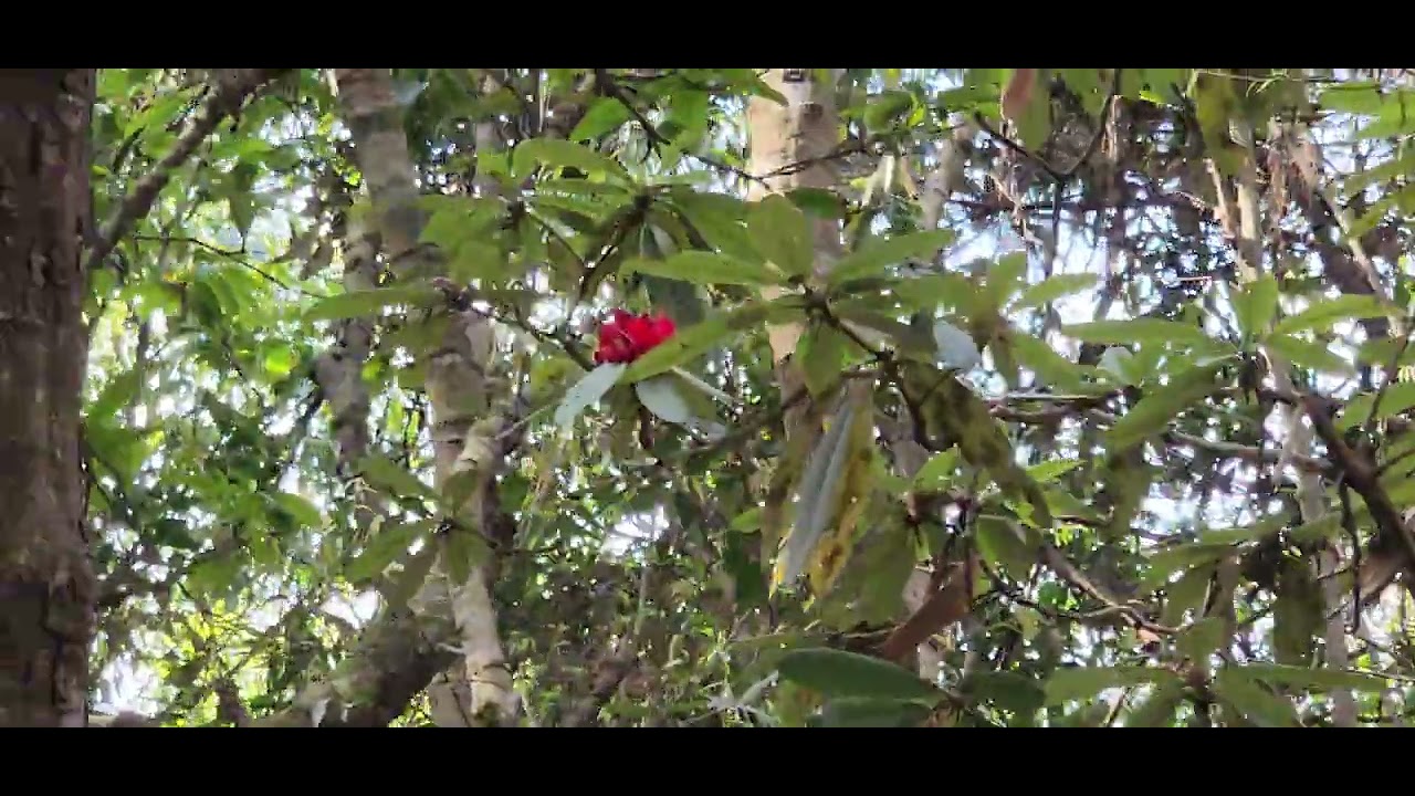 Morning 🌄 visit to Dadagau