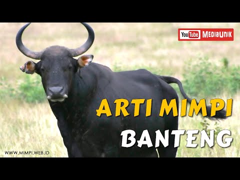 Video: Mengapa Banteng Itu Bermimpi