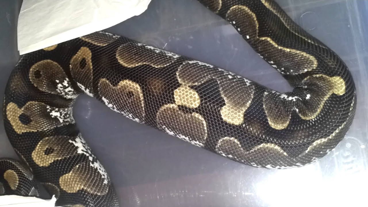 pythons for sale 1st Ovulation of The Season