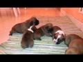 Cachorros boxer 2 semanas,puppies 2 weeks