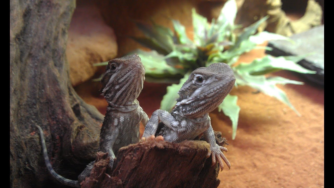 Zwergbartagamen Terrarium (Pogona henrylawsoni) YouTube