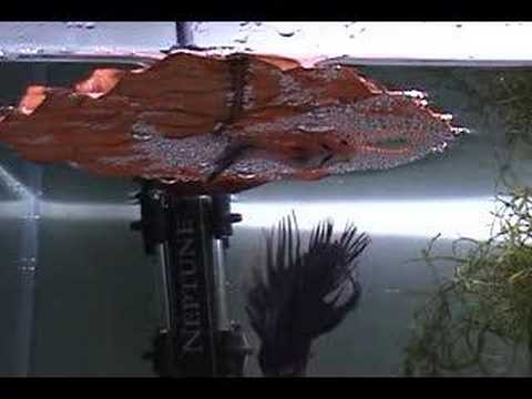 Spawning Bettas