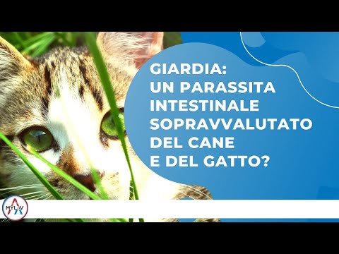 Video: Diarrea Parassitaria (giardiasi) Nei Cani - Giardia Nei Cani