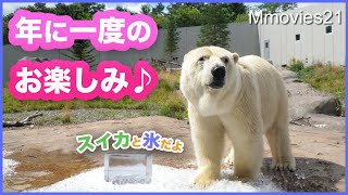 ホッキョクグマへ氷のプレゼント2020 キューブアイスで遊ぶ【リラ】氷で滑った【デナリ】スイカを食べる【ララ】Polar Bears