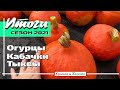 Огурцы, кабачки, тыквы  2021. Итоги сезона