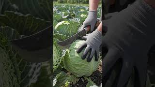 harvesting of cabbage🥰🌱 #agriculture #animation