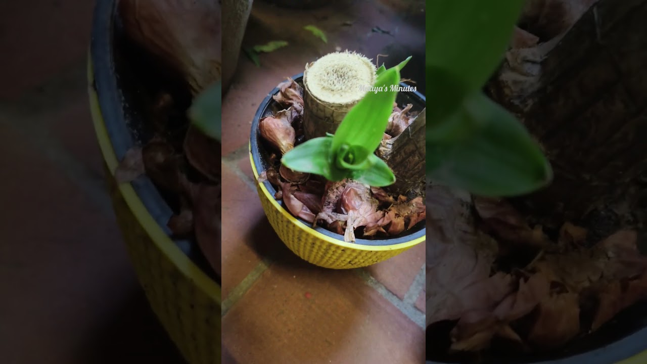 பிரேசிலியன் லக்கி வுட் செடி from Meesho #shorts #plants #gardening #meesho #meeshoapp #indore #yt