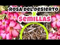 Cómo reproducir ROSAS DEL DESIERTO por semillas PASO A PASO