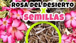 Cómo reproducir ROSAS DEL DESIERTO por semillas PASO A PASO