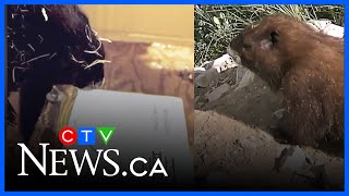 Island Marmot makes groundhog day prediction