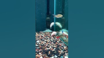 Cá chuột To #nghienthungxop #aquarium #thuysinh