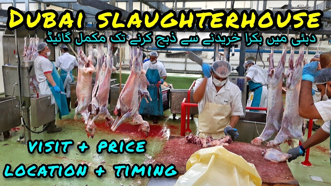 VISIT TO DUBAI SLAUGHTERHOUSE DUBAI MEAT MARKET DUBAI ABATTOIR