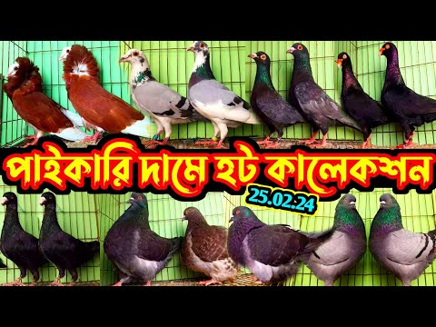 আজকে পাবেন পাইকারি দামে বাজার গরম হট কালেকশন || সবচেয়ে কম দামে ফেন্সি কবুতর বিক্রি হবে