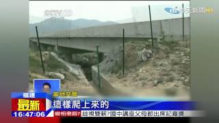 20150324中天新聞　20名孩子膽大包天　高速公路上賽跑