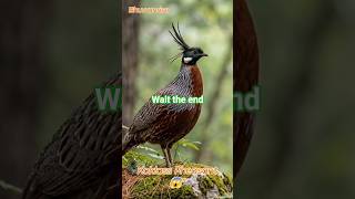 “Monal नहीं… ये है असली पहाड़ी रहस्य! Koklass Pheasant 😱”