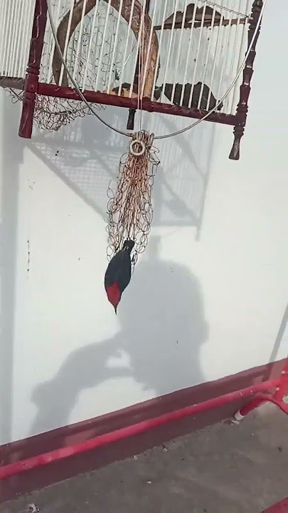 mikat kemade kepala merah