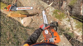 Holzfällen und ablägen mit Husqvarna 572 XP