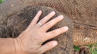I PET A KOMODO DRAGON!