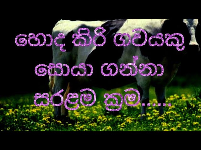 හොද කිරි ගවයකු හදුනා  ගැනිමේ ක්‍රම.(Let's just buy a dairy)