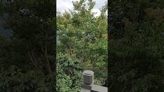 台北陽明山上的蔣介石行宮，站在陽台上遠眺，體驗一下當年老蔣的心情。