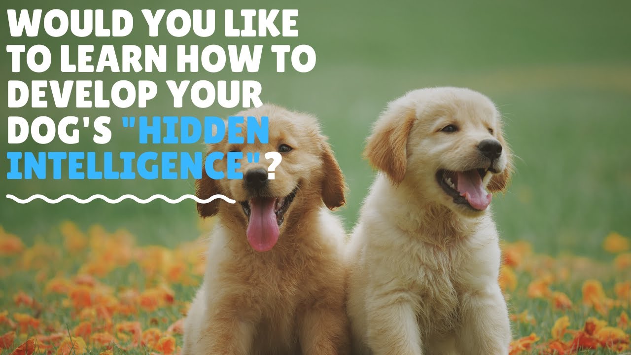 house-training-a-dog-a-complete-guide-to-house-training-any-puppy