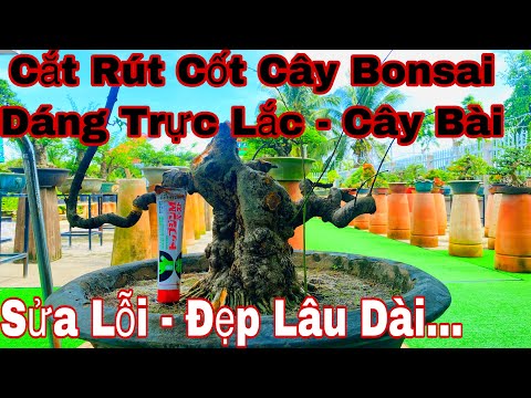 cách rút cốt cây bonsai dáng trực lắc ( cây bài )