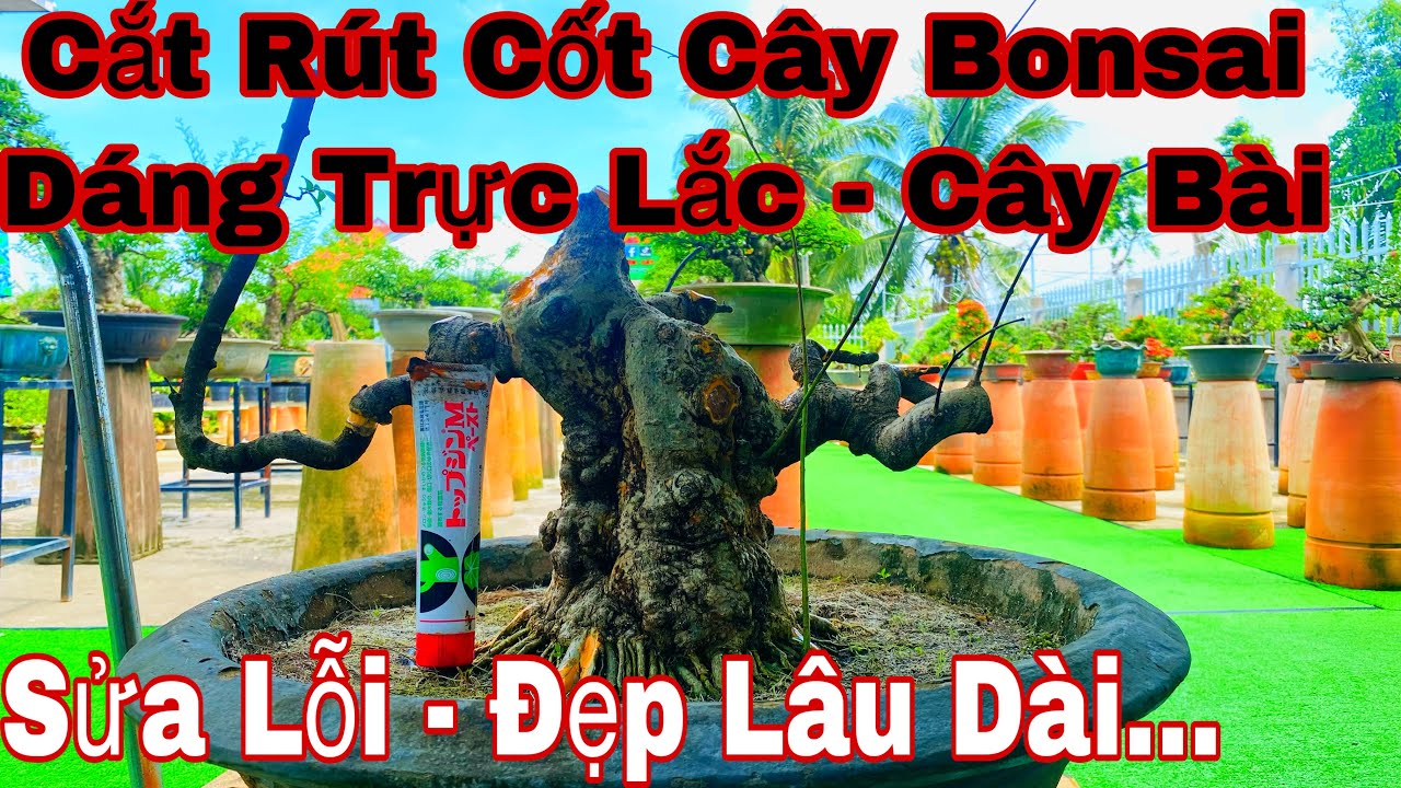 cách rút cốt cây bonsai dáng trực lắc ( cây bài )