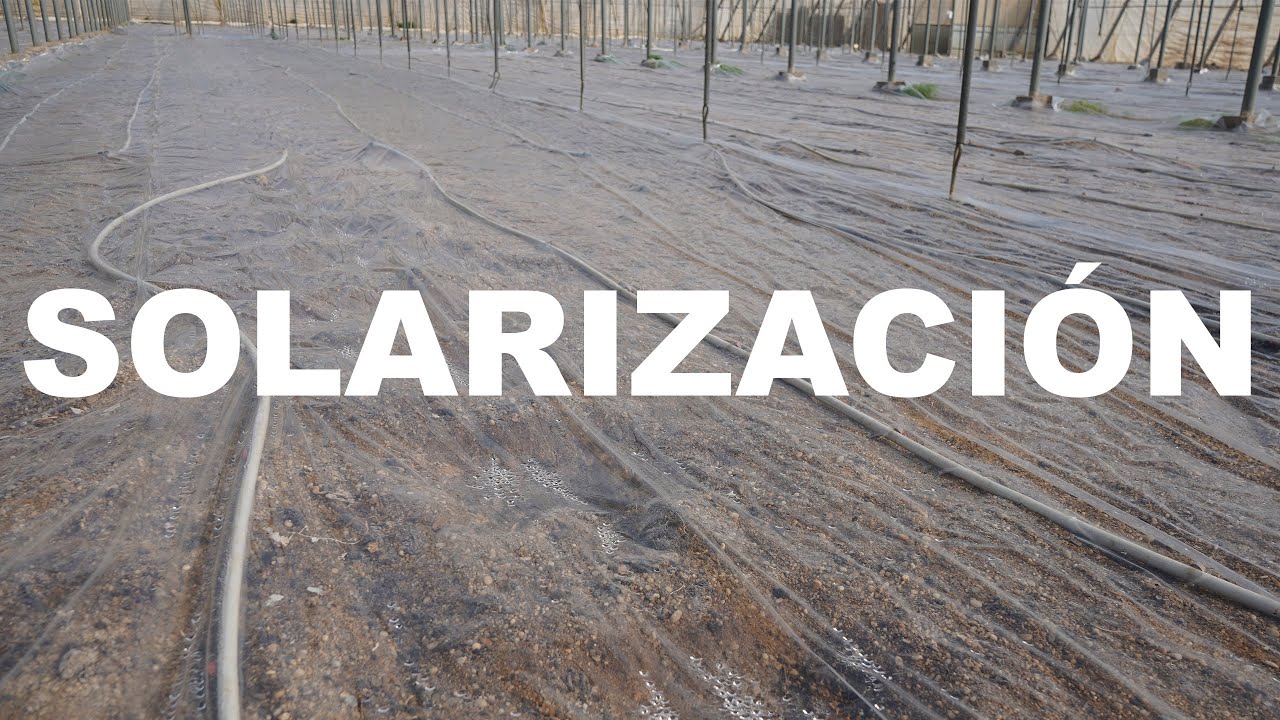 Cómo DESINFECTAR el SUELO para cultivo:  Solarización ☀️