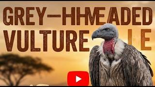 Grey-Headed Vulture