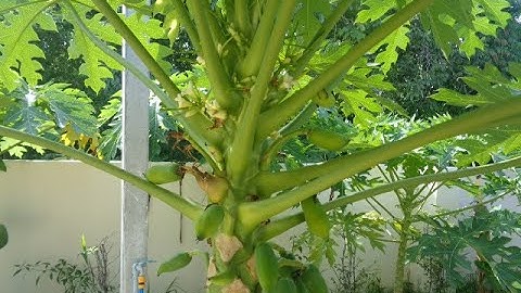 Growing dwarf papaya trees 🍃  dwarf papaya easy to grow #udonthani fruit #nongkhai fruit