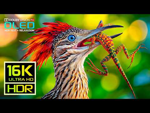 Beyond Imagination | Real Dolby Vision HDR TEST | 16K ULTRA HD Nature Video (8K/4K Video TV)