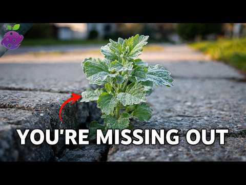 Americans Kill This "Weed"… The Rest of the World Eats It
