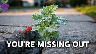 Americans Kill This "Weed"… The Rest of the World Eats It