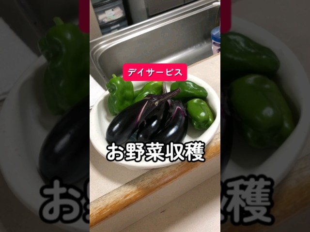 夏野菜の収穫NEW!