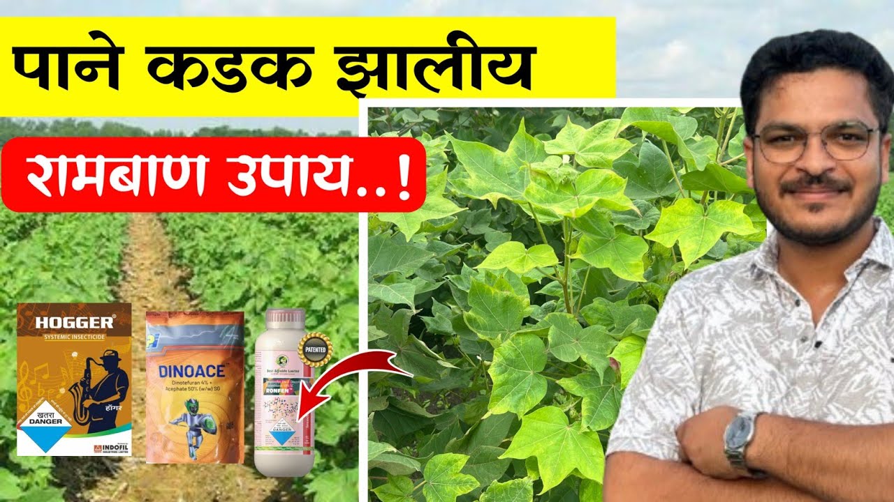 पिकाचे पाने कडक झालीय पिवळी पडलीय 🔥 Konti Favarani Karvai