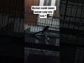 Apa saja sih manfaat mandi malam untuk murai batu 🤔, adakah yang tahu ? mari kita sharing pengalaman