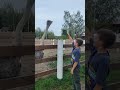 Спасибо за 1000 подписчиков. Страус . Эму . #tiktok #shortvideo #animals #эму #страус #bes #shorts .