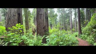 The Redwoods in & around Klamath, CA