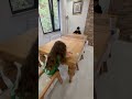 Masa tenisi oynadık #youtubeshorts #ytdayibenionecikarnolur #funny
