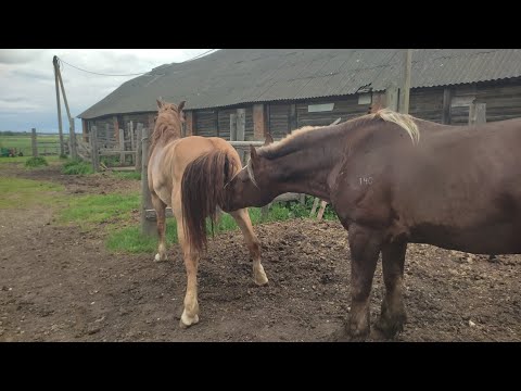 The mare was brought in, and the stallion is going crazy