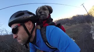 best dog backpack for biking