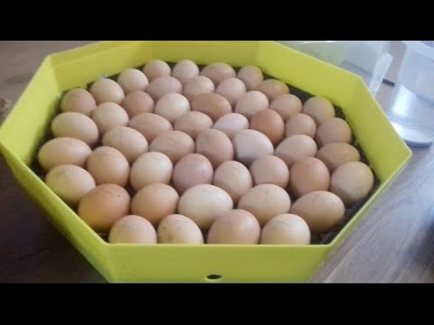 Videó: Macaroni Penguin Tények a gyerekeknek