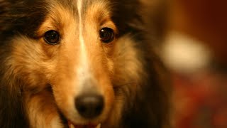 The Importance of Shetland Sheepdog Ear Care and Cleaning