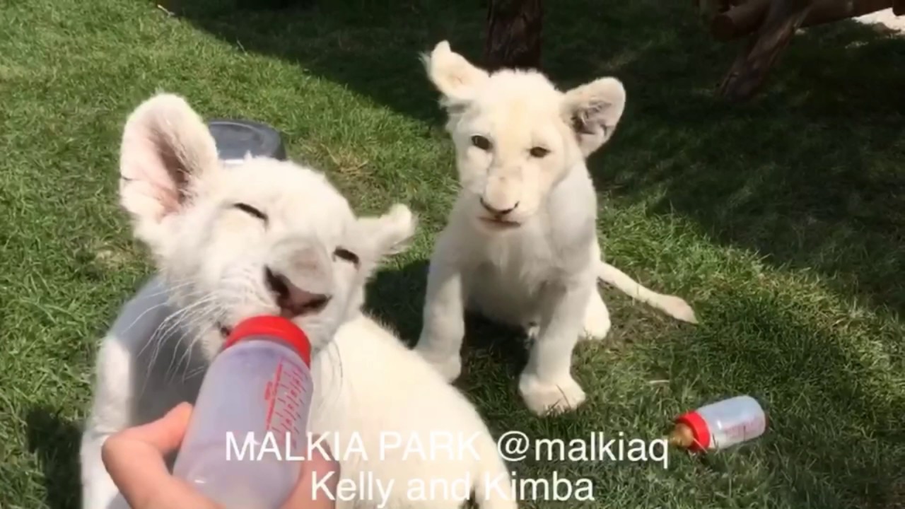 malkia park cena Kelly and Kimba white lion cubs / MALKIA PARK