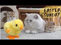 British shorthair cat Apollo and his kittens walking and playing with a tiny chicken