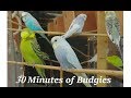 30 minutes of Budgies Playing Singing in their Aviary